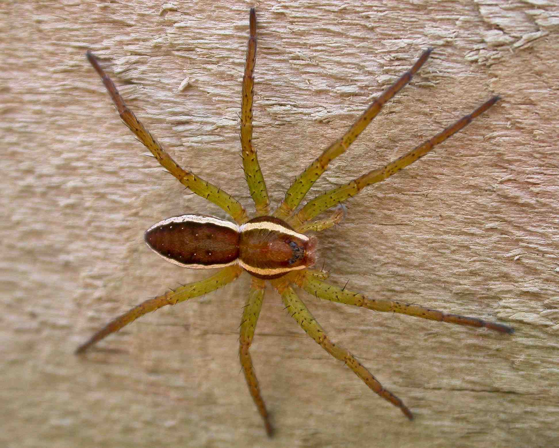 Dolomedes fimbriatus
